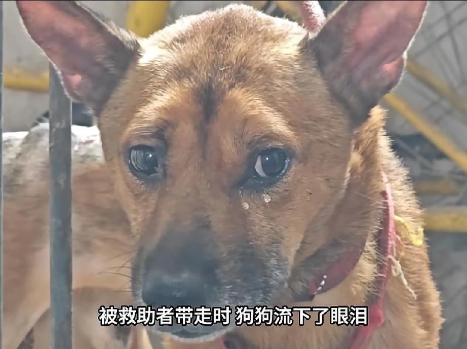 看不懂却疼到骨子里。刷到重庆这位七旬独居老人和狗狗的故事，眼泪直接决堤。