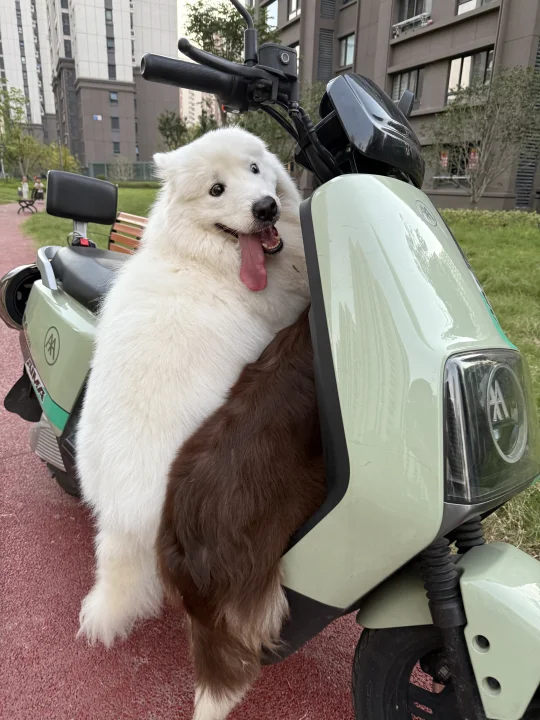 狗子超级爱坐电动车🛵