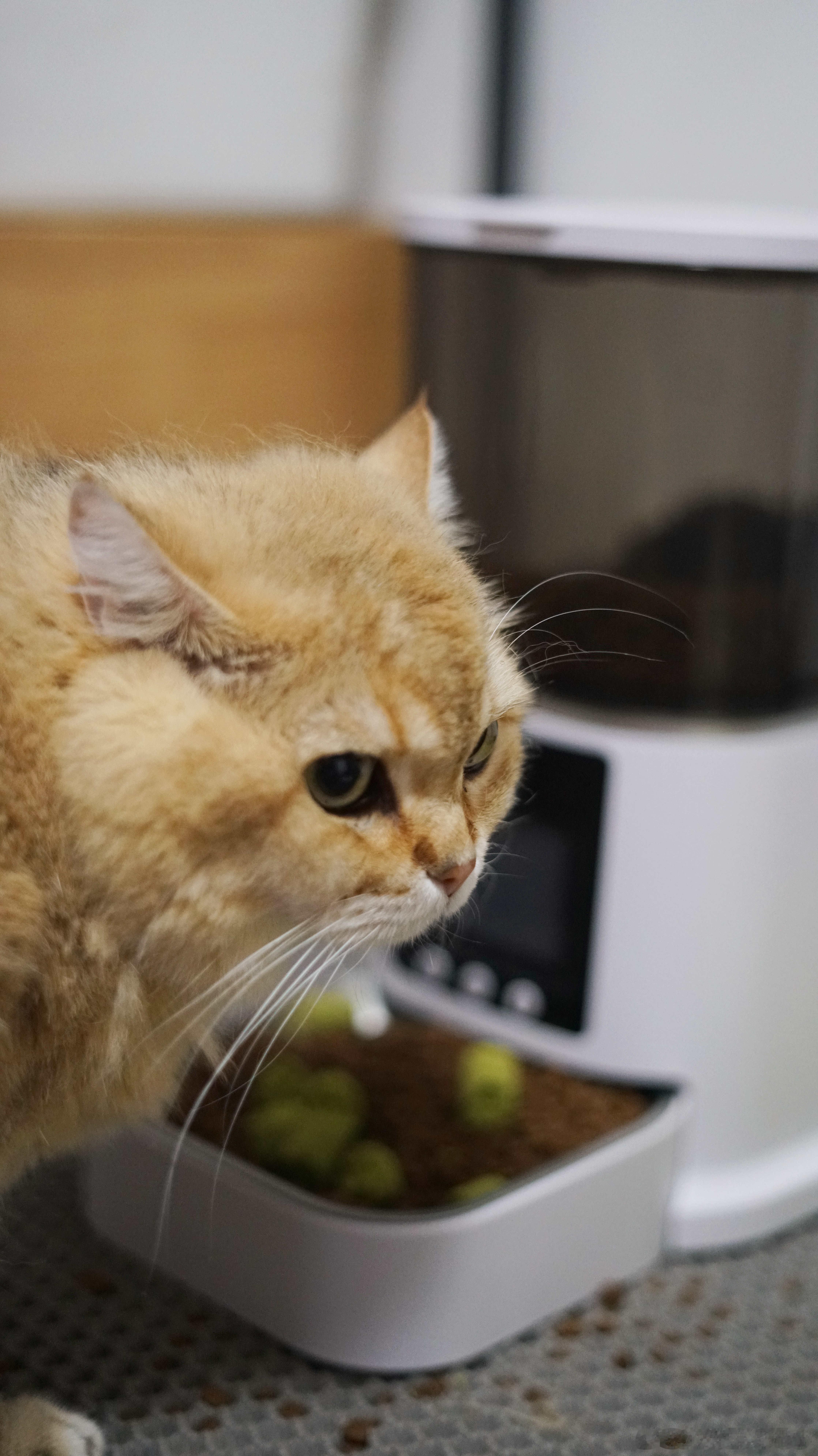 鬼鬼祟祟萌宠猫咪
