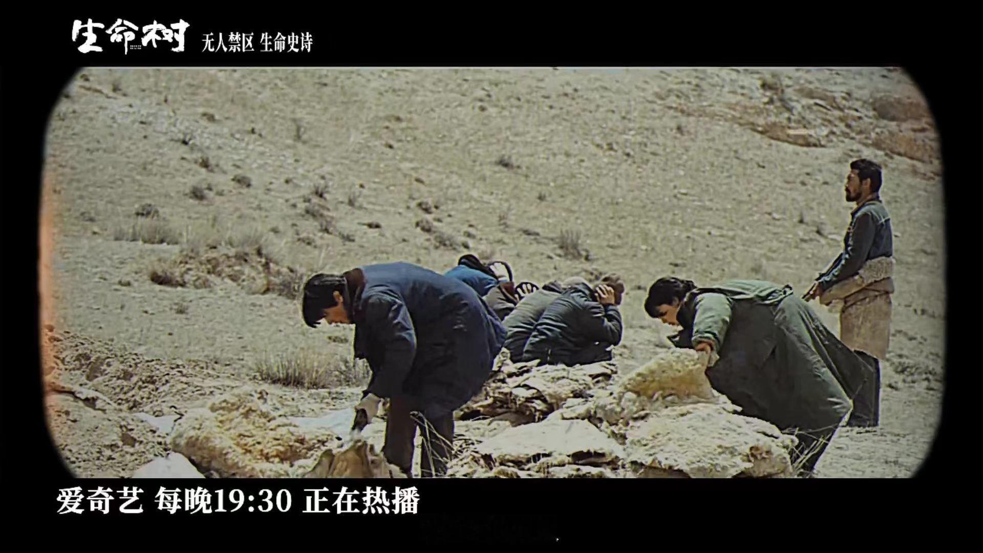 2026年无人区今非昔比了电视剧生命树2026年无人区今非昔比了，看《生命树》才