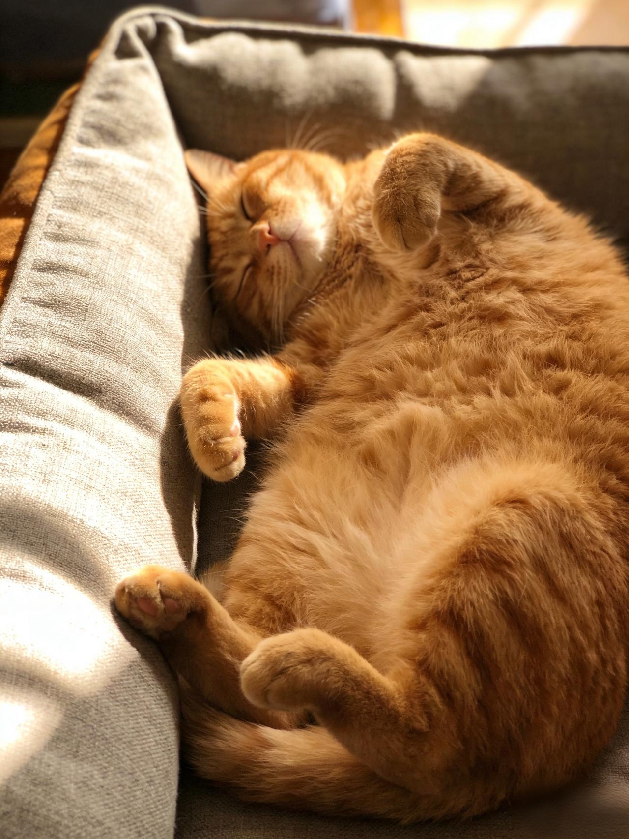 《猫咪的“午睡大师”养成记》我家猫咪最爱睡觉了，一天大半时间都蜷在沙发上呼呼