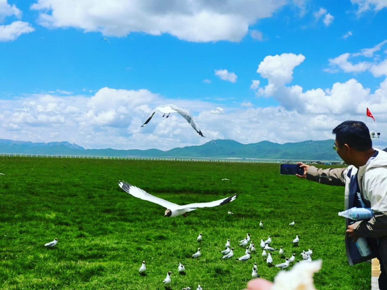 【若尔盖花湖｜鸥鸟会主动靠近你】在若尔盖花湖，最美的不是风景，而是风景愿意