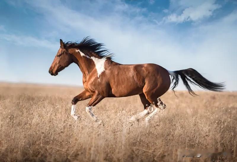 愿生活如骏马般自由洒脱，无惧风雨坎坷，平安顺遂地抵达每一个心之所向的远方。
