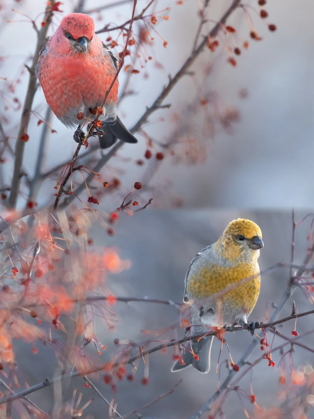 “为什么去年到处都是的鸟，今年却不见了？”