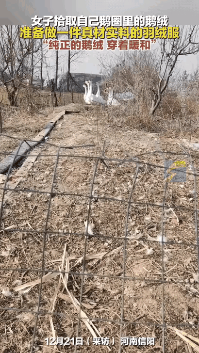 万万没想到！河南，一女子觉得羽绒服太贵了，就天天去捡自家养的鹅掉落的鹅毛，打算亲