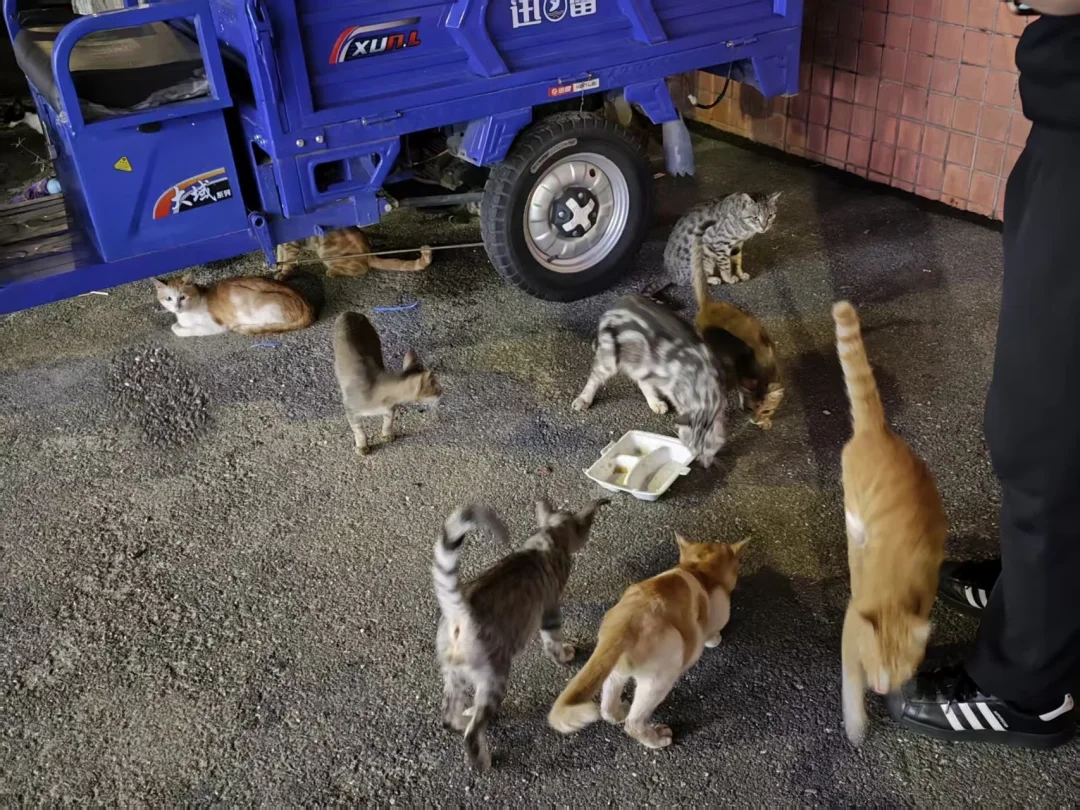 求助：白云区因拆迁大量宠物猫遭遗弃！