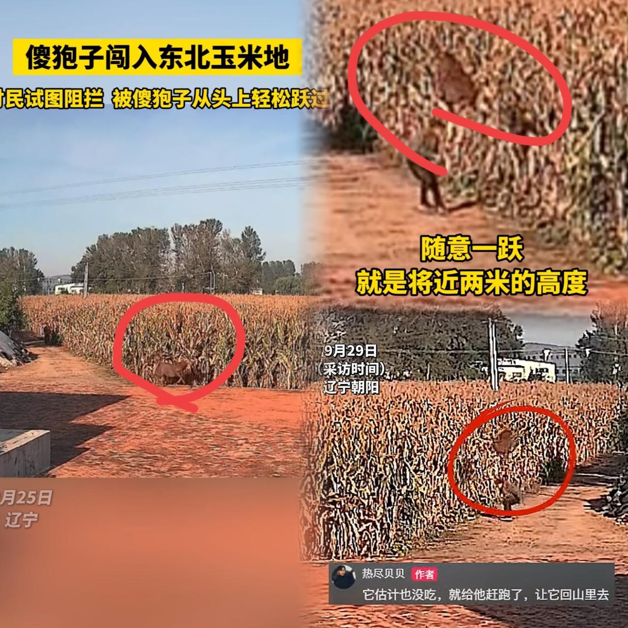 万万没想到！辽宁一村民追‘小偷’追出喜剧现场玉米地里窜出个狍子，大爷一声吼，