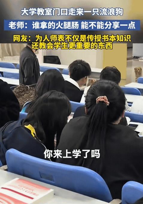陕西某大学教室里，一名老教师正在给学生上课，突然，一只流浪狗出现在教室门口，学生