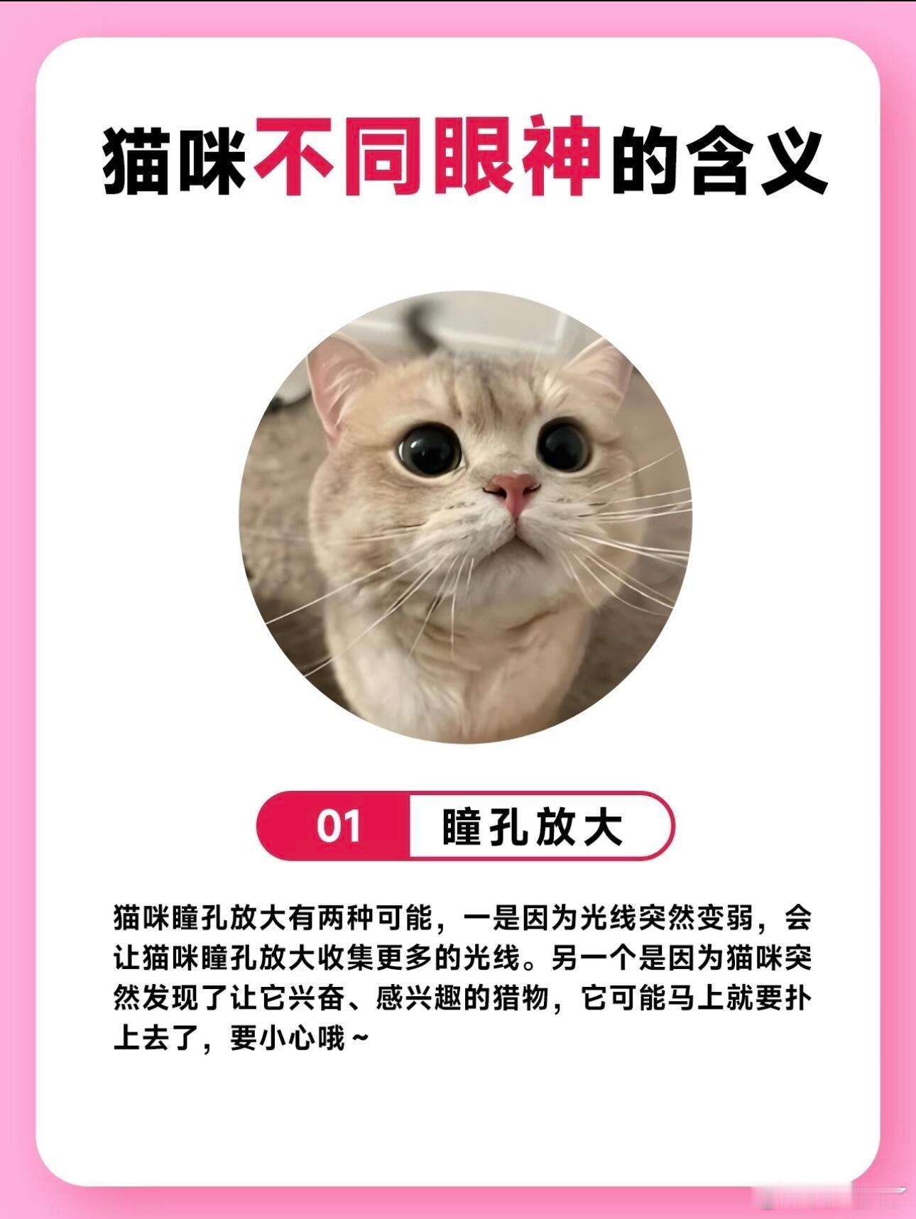 猫咪不同眼神的含义猫咪不会说话，但它们的眼神早已悄悄泄露了内心的秘密～从爱