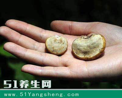 这种野生果子, 被称为癌细胞克星, 一斤上千元也有人买