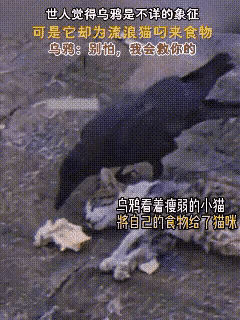 被深深感动到了！一只流浪小猫饿得浑身虚弱，没有力气四处觅食，只能瘫在地上躺着休息