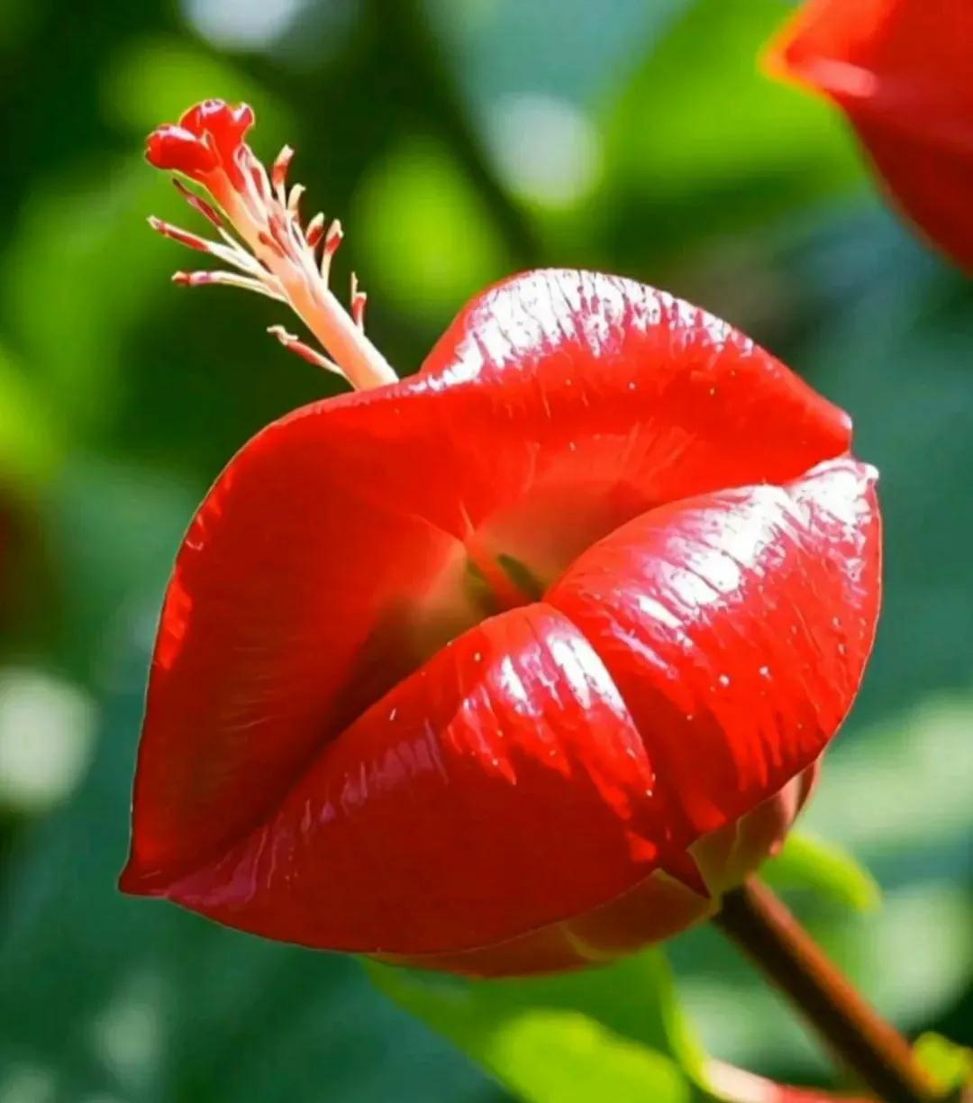 神奇的热带植物嘴唇花大千世界，无奇不有，有一种花卉花色鲜红，造型奇特，因形状