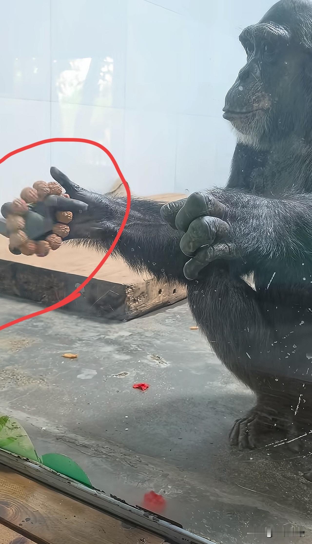 你敢想象，动物园的大猩猩也盘上串了[笑着哭]