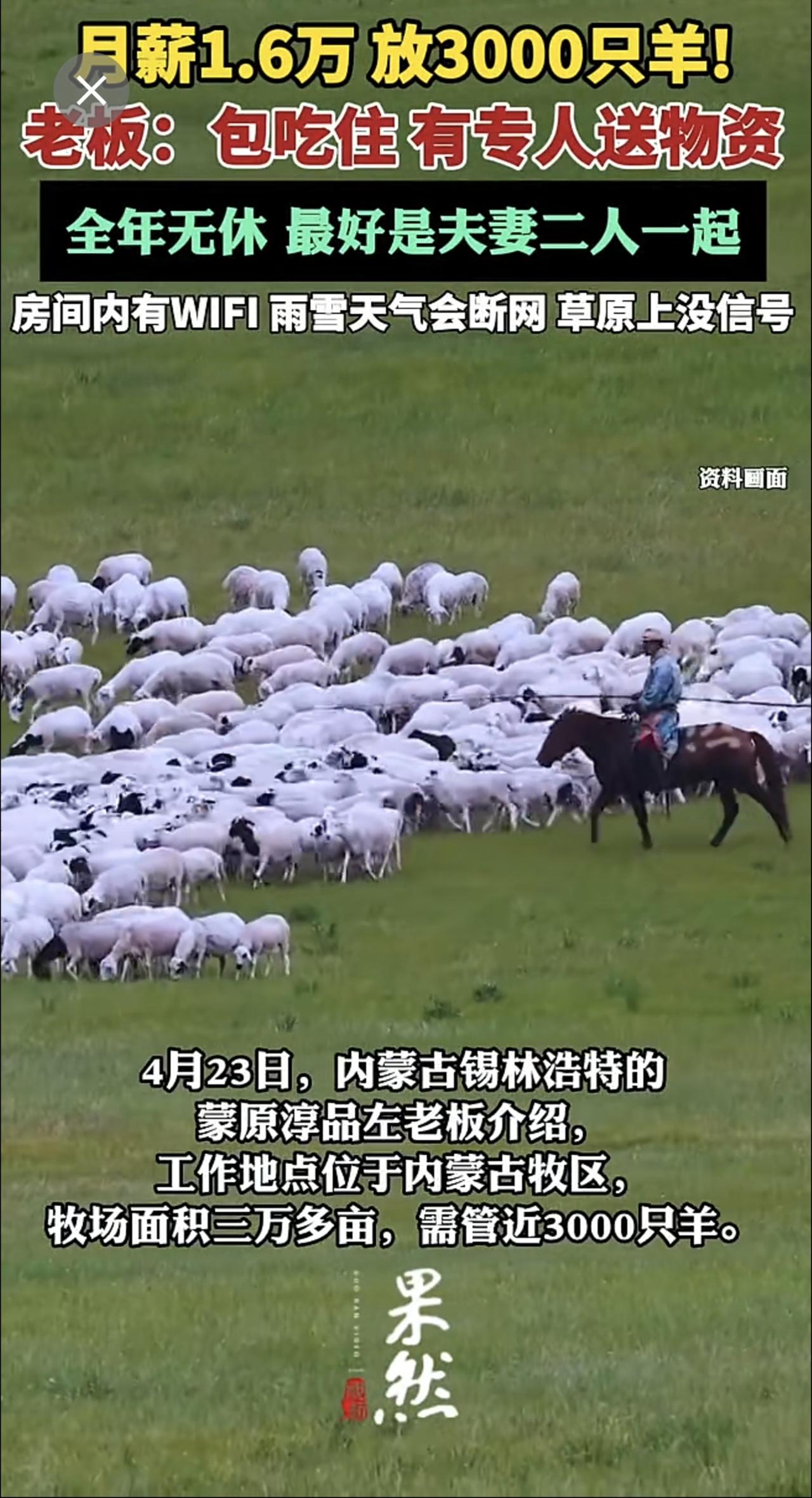 公司月薪1.6万招人放3000只羊