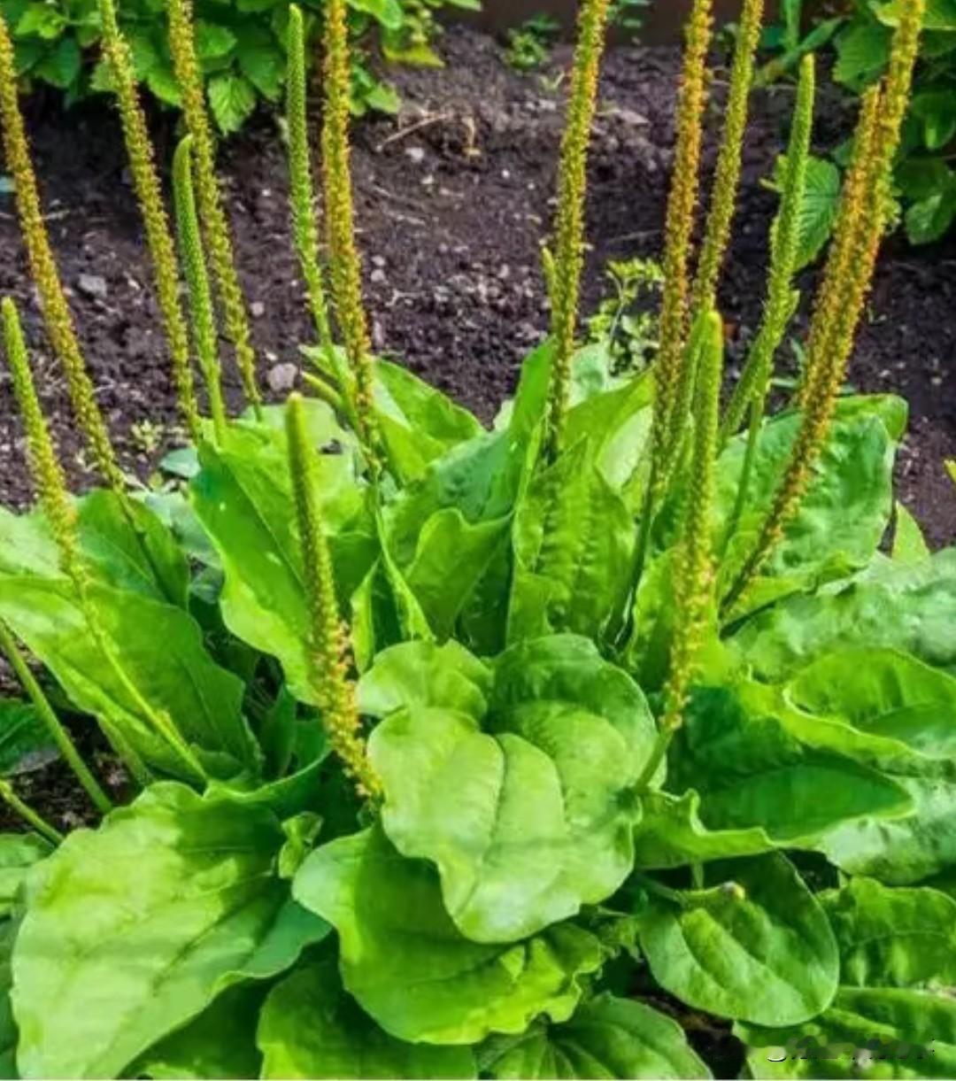 前几天回农村老家，在田埂上看到很多城里人视若珍宝的草药，老人们随手就能叫出名字、