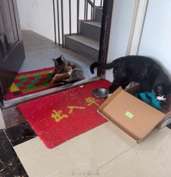 这对吗🤣👌猫爸一点不拿自己当外猫啊​​​