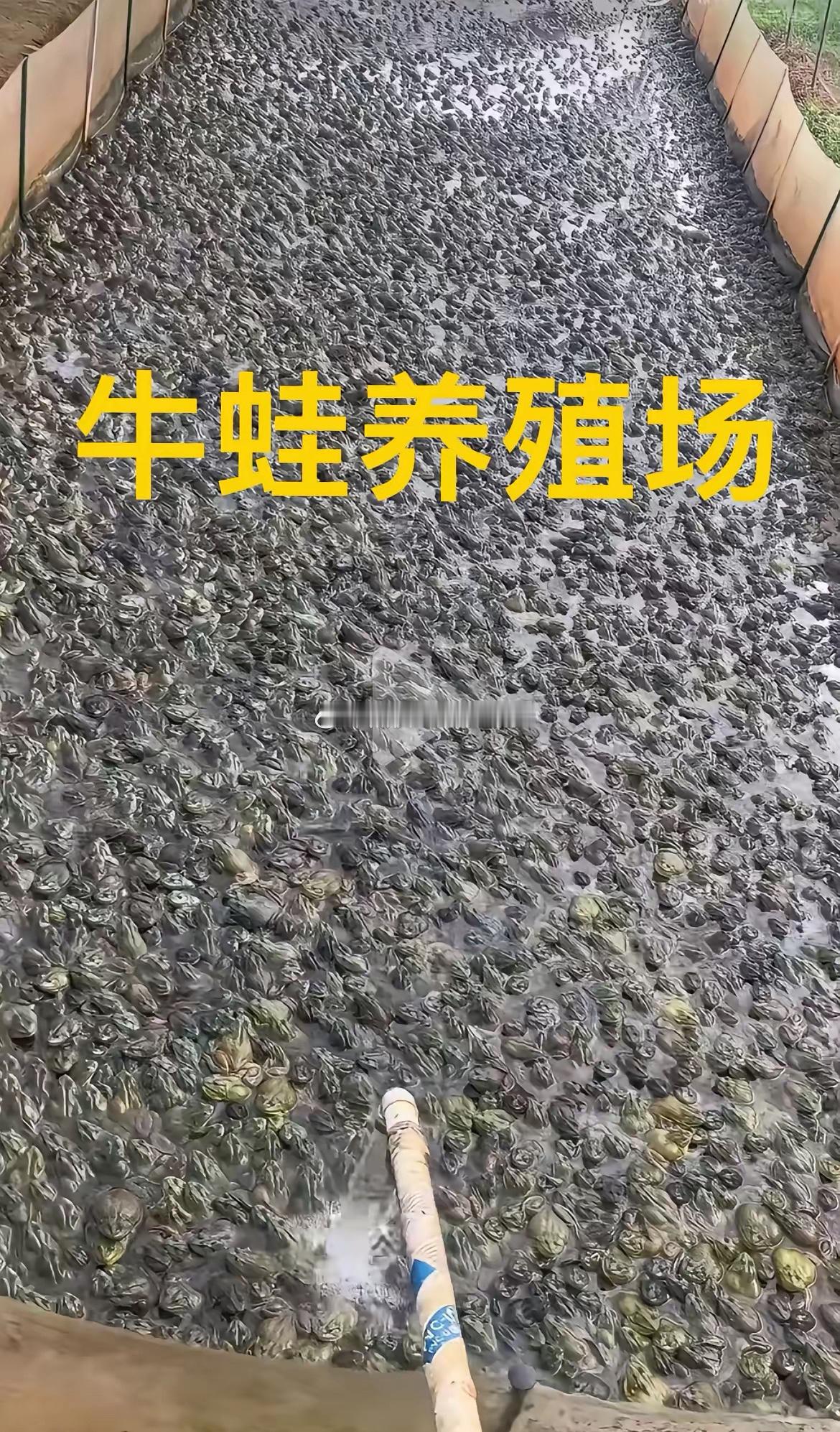牛蛙的新闻每隔一段时间就曝光我一亲戚前几年投资了三十万，翻了好几倍的赚，可他说赚