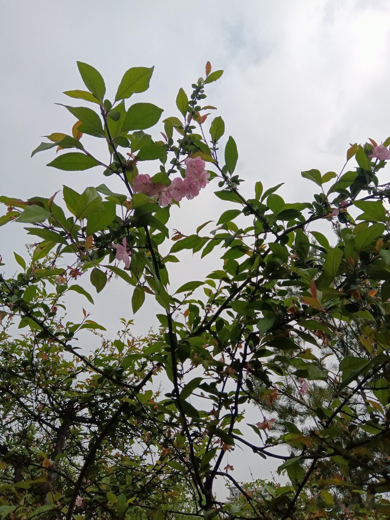 悟出一个道理！决定了，以后炒股就这么干！终于想明白了，炒股为什么总是赚不