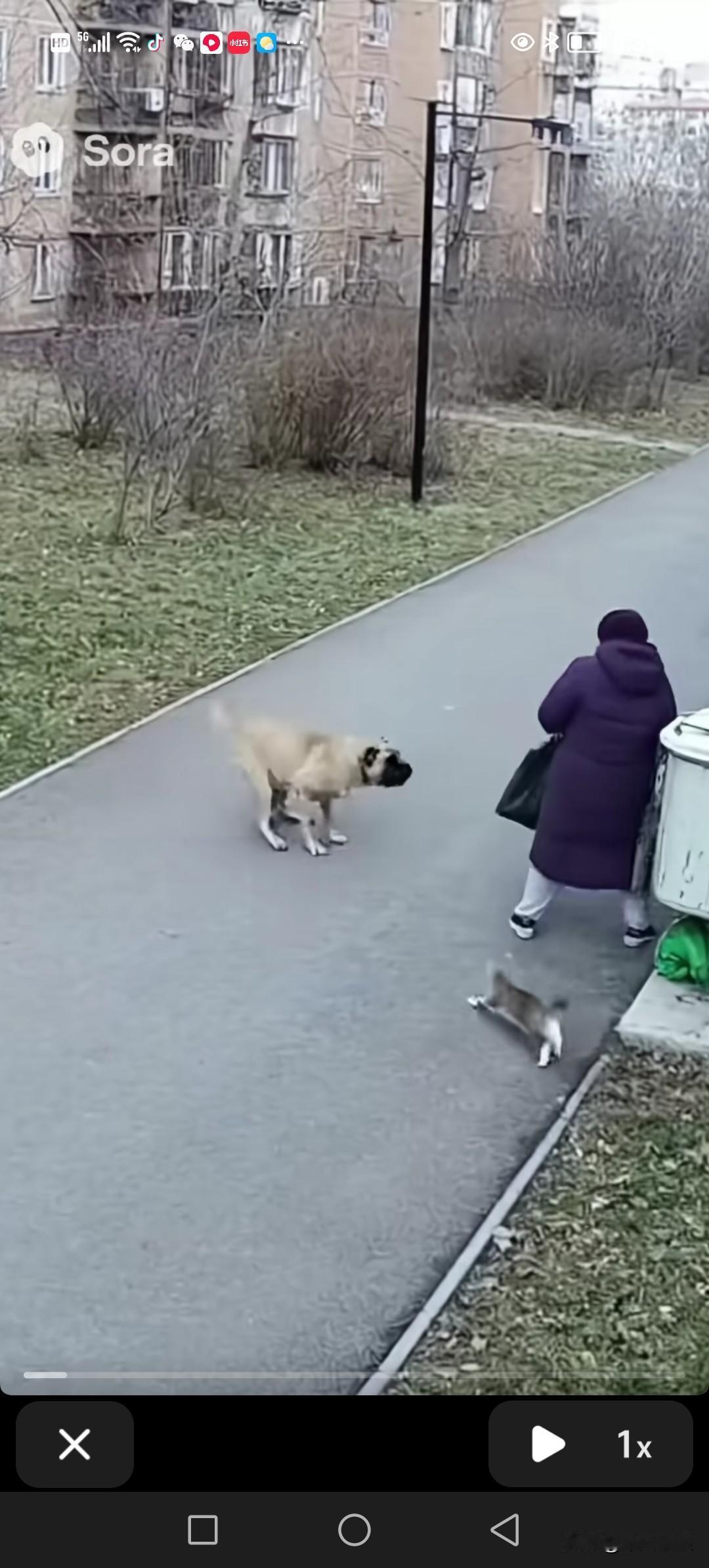 奶奶带着一只猫咪走在马路上，突然，一只没栓绳的恶狗猛地扑向奶奶，张嘴就咬。猫咪反