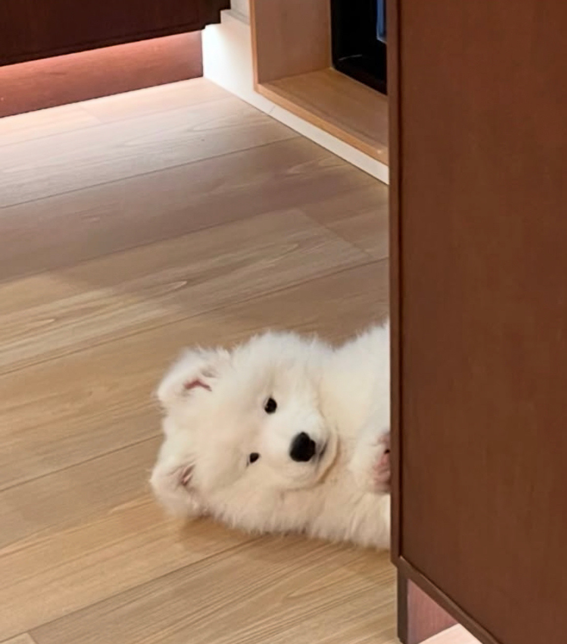 你的小可爱突然出现