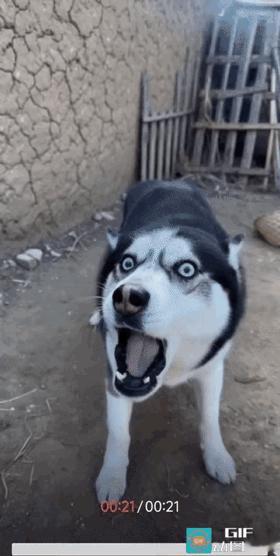 笑不活了！这狗子怕是想蹭肉想疯了，颠颠儿跑去看杀猪，结果被杀猪匠一把薅得魂飞魄散