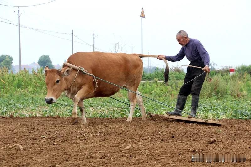 农民没有钱交社保,只能反映两个问题:一,农民种田确实赚不到什么钱,养活自己都难