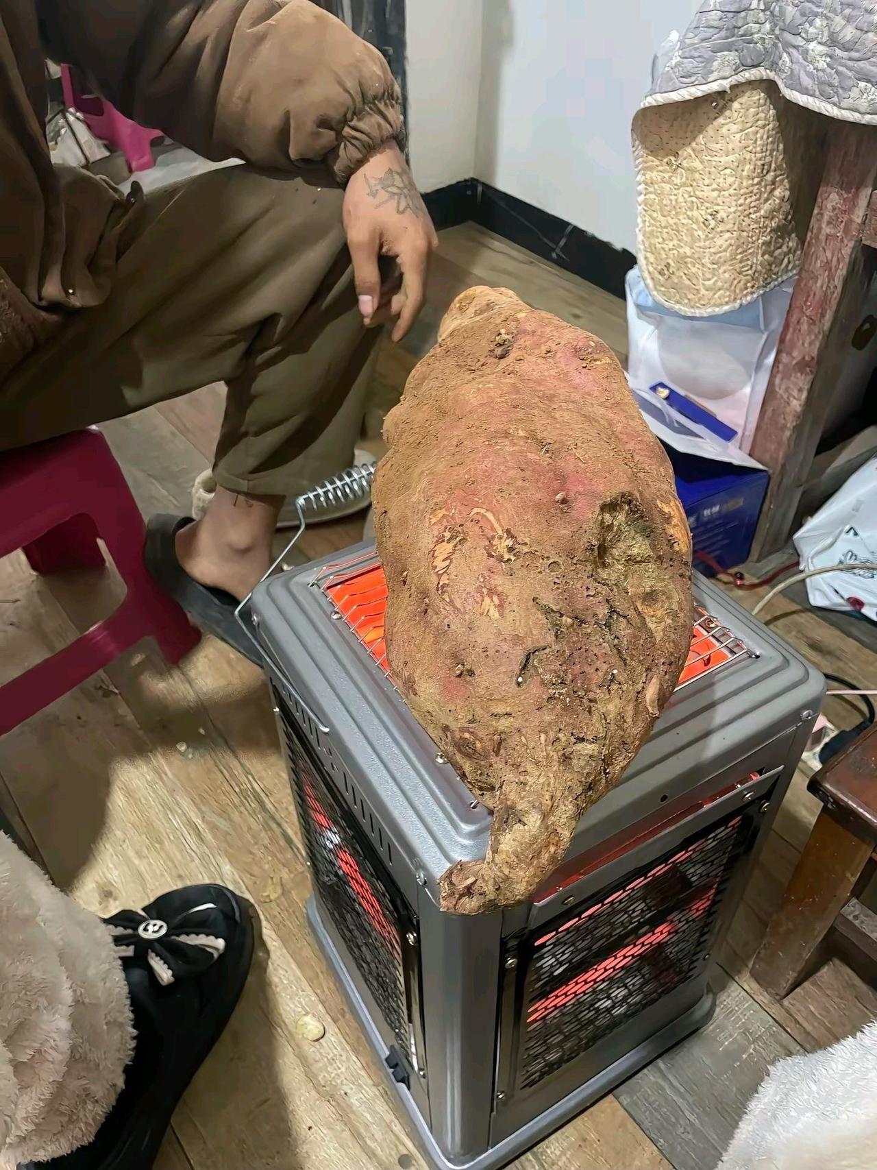 这地瓜烤到过年能不能熟？