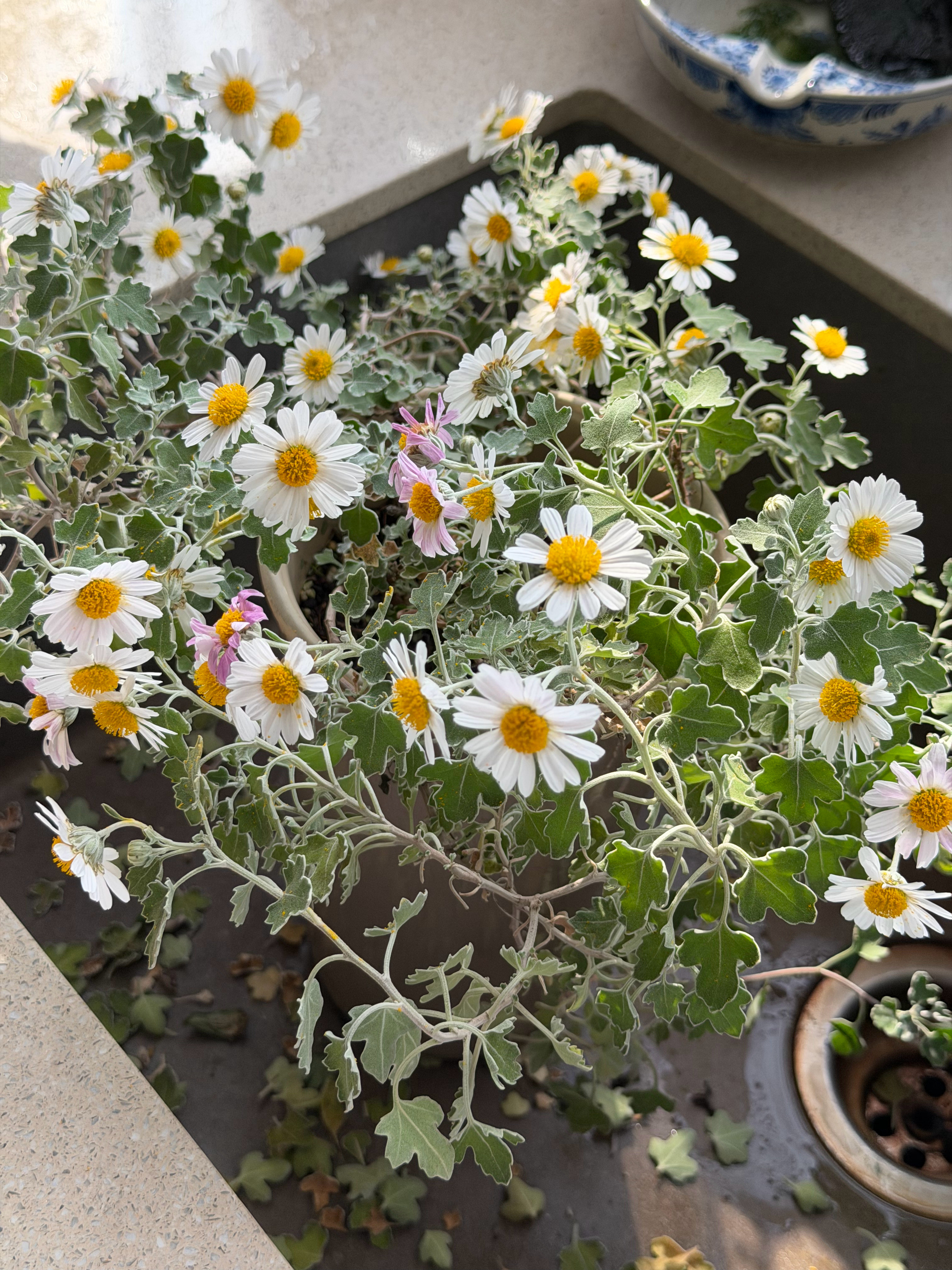陪老师一起吃个午饭，整口清淡的