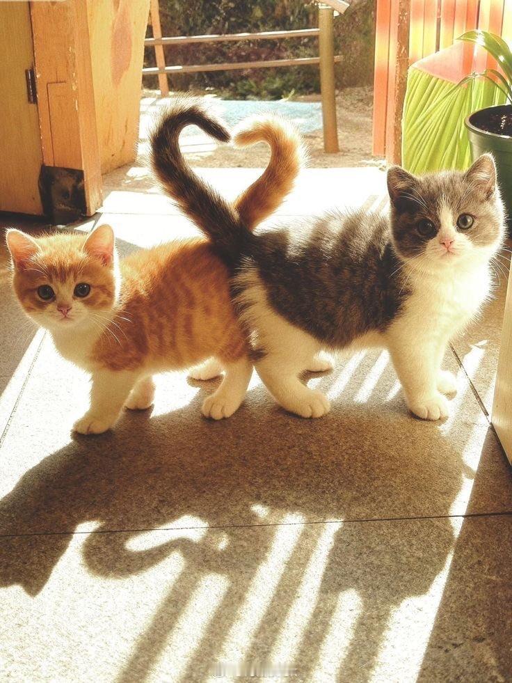 狗定胜牛变，这个定律要在手机上打破了