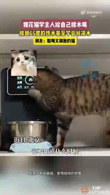 北京一名女子养了一只狸花猫，有一天小猫触碰到直饮机，不慎按出了65度的热水，但是
