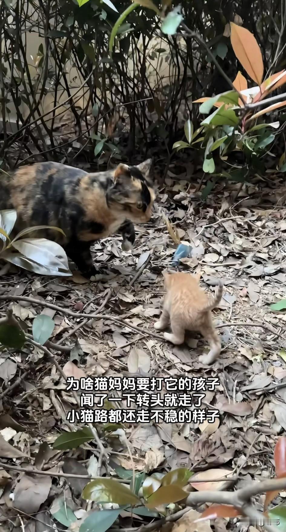 泪目了！这天一位小姐姐去公园里玩，结果看到令人心酸的一幕，在旁边的灌木丛里，一只