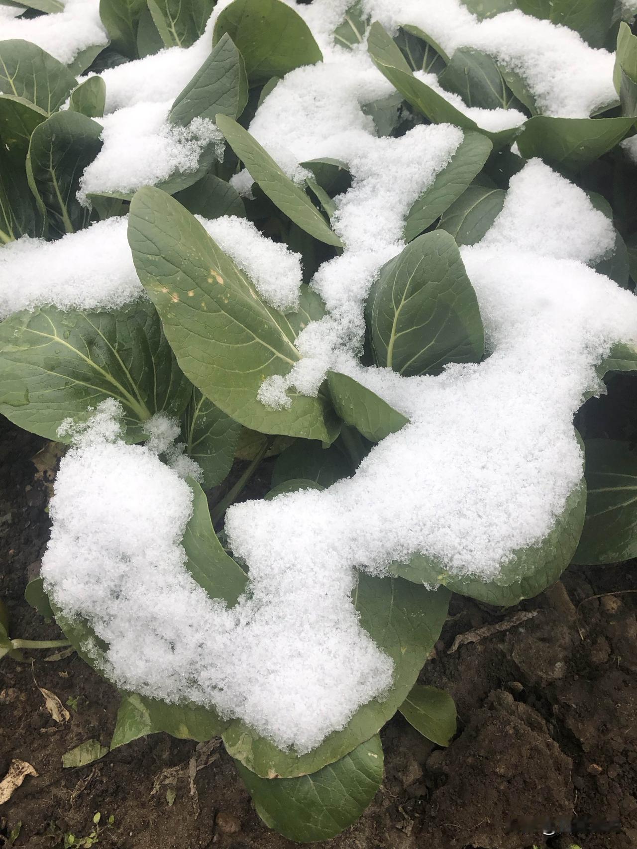 预制菜终于有国标了！禁防腐剂+12个月保质期，吃着太放心平时爱吃的预制菜，终