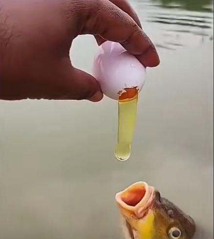 今天真是开眼了，第一次见有人用鸡蛋喂鱼！以往见的喂鱼，要么是馒头，要么是专门的鱼