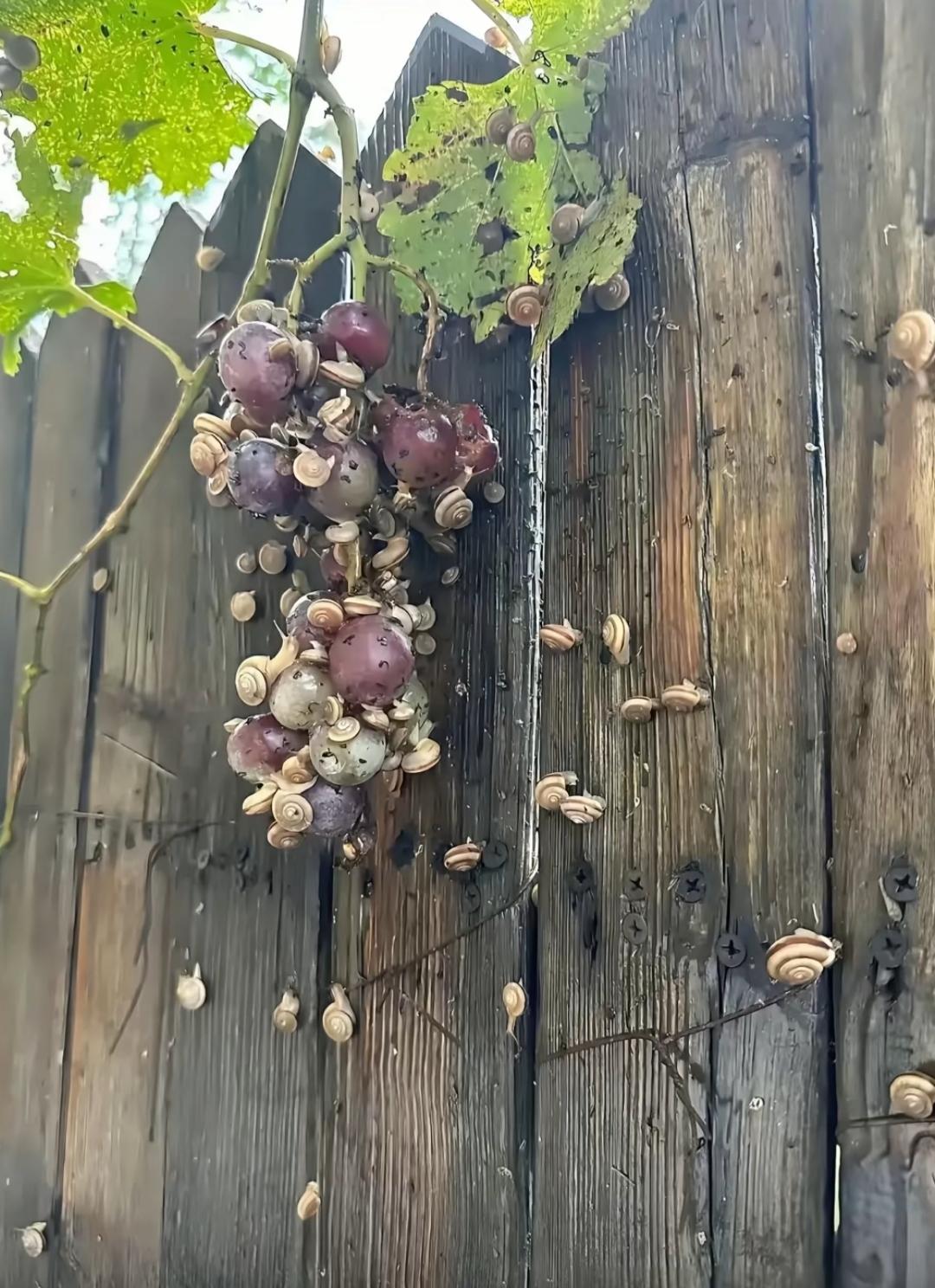 不喷农药的葡萄就会长成这样！永远也体会不了，下雨院子里走路自带