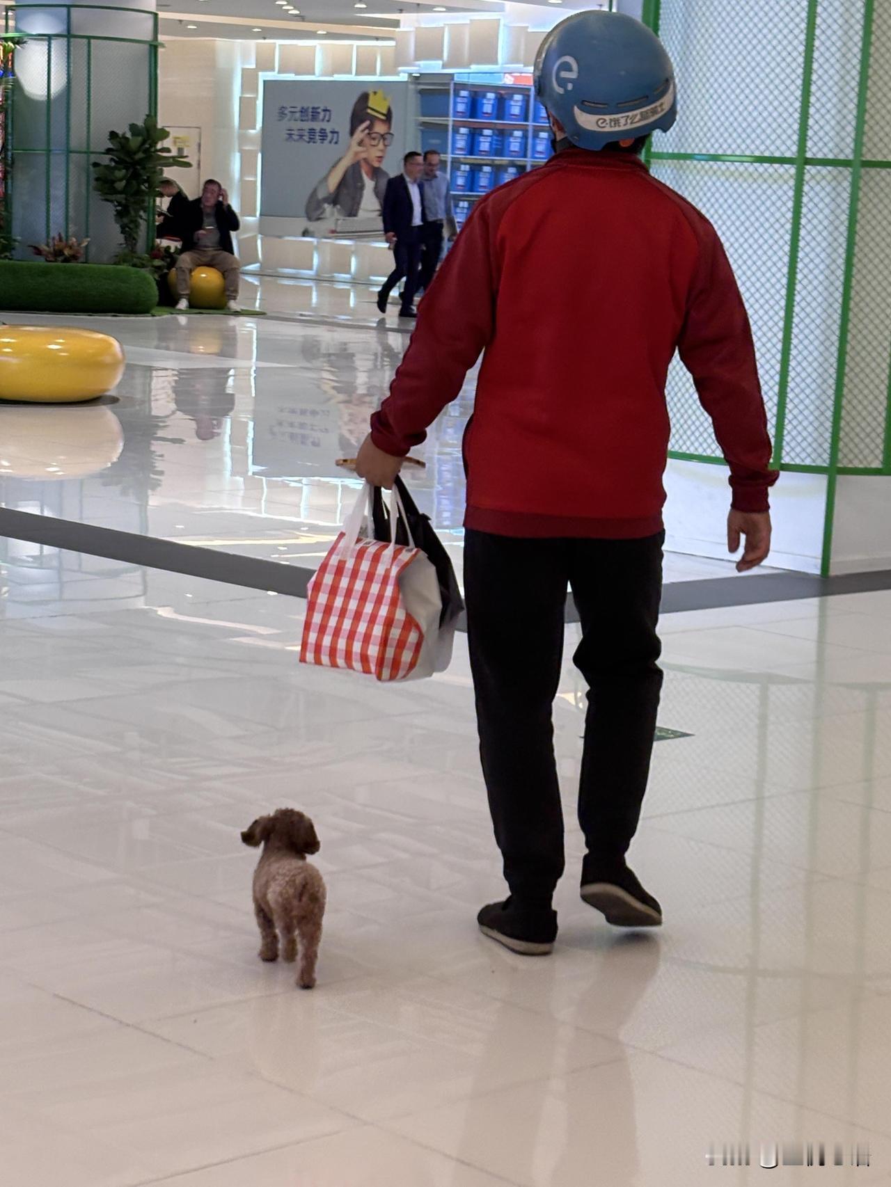 在商场偶遇外卖小哥“带薪遛狗”！小泰迪像个小跟屁虫，跟着小哥穿梭在各个商家