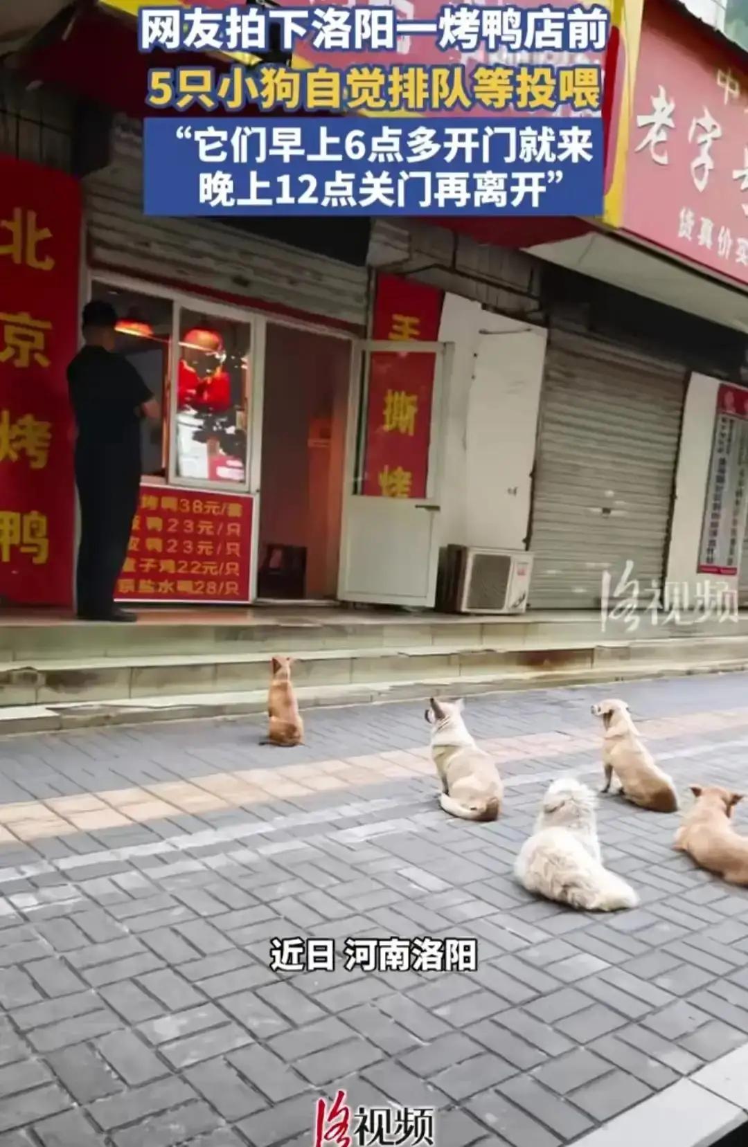 这在法律上就形成了事实上的收养关系，店老板要对流浪狗的一切负责。如果流浪狗出现了