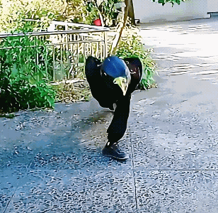 如果不是那只鞋出卖你真以为是只大鸟！[捂脸哭]