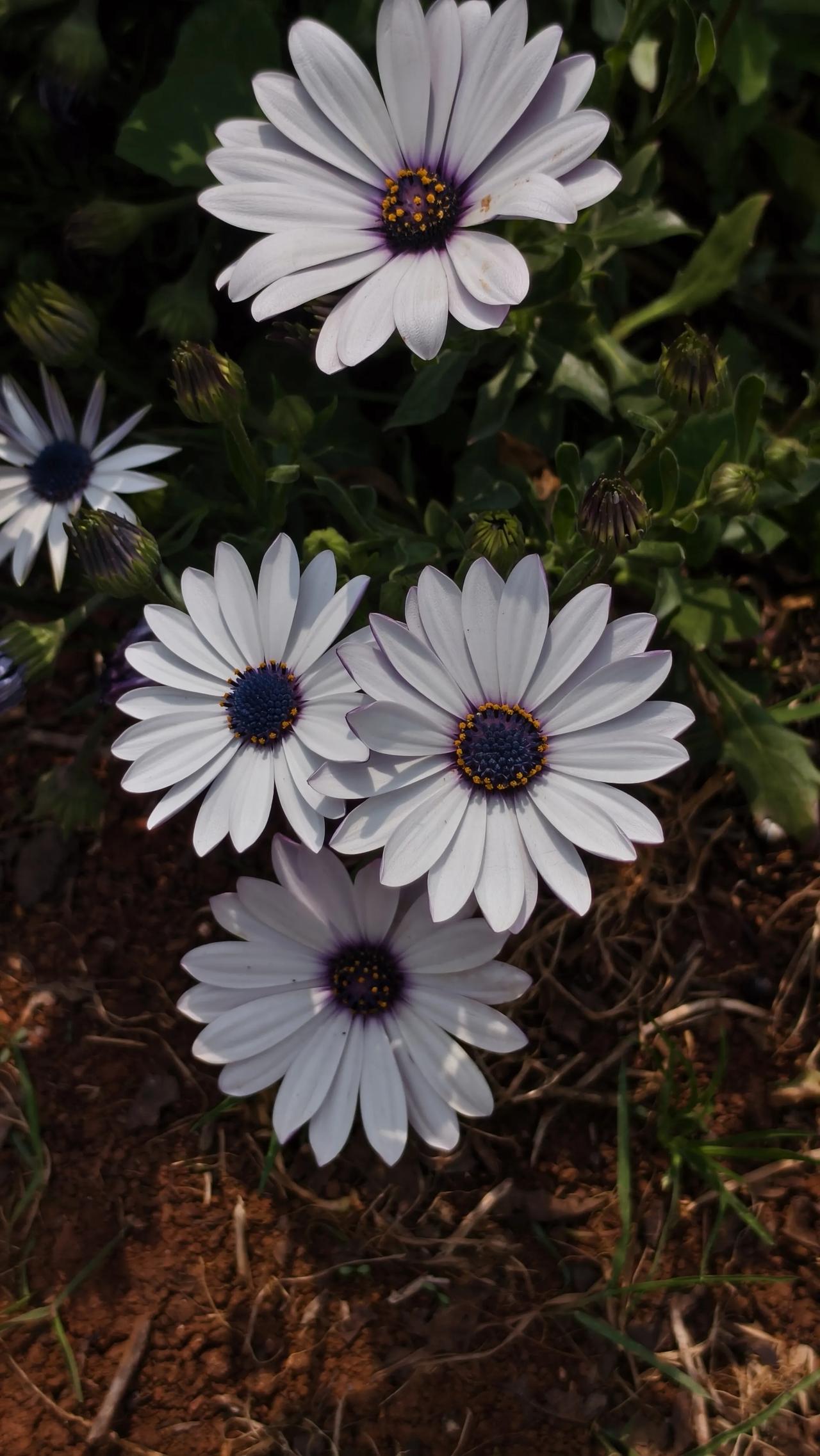 分享一下漂亮的花随手拍最美的景色
