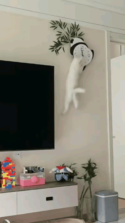 网友崩溃吐槽：这猫我真养不下去了！网友家养了只调皮猫咪，堪称拆家一级选手，