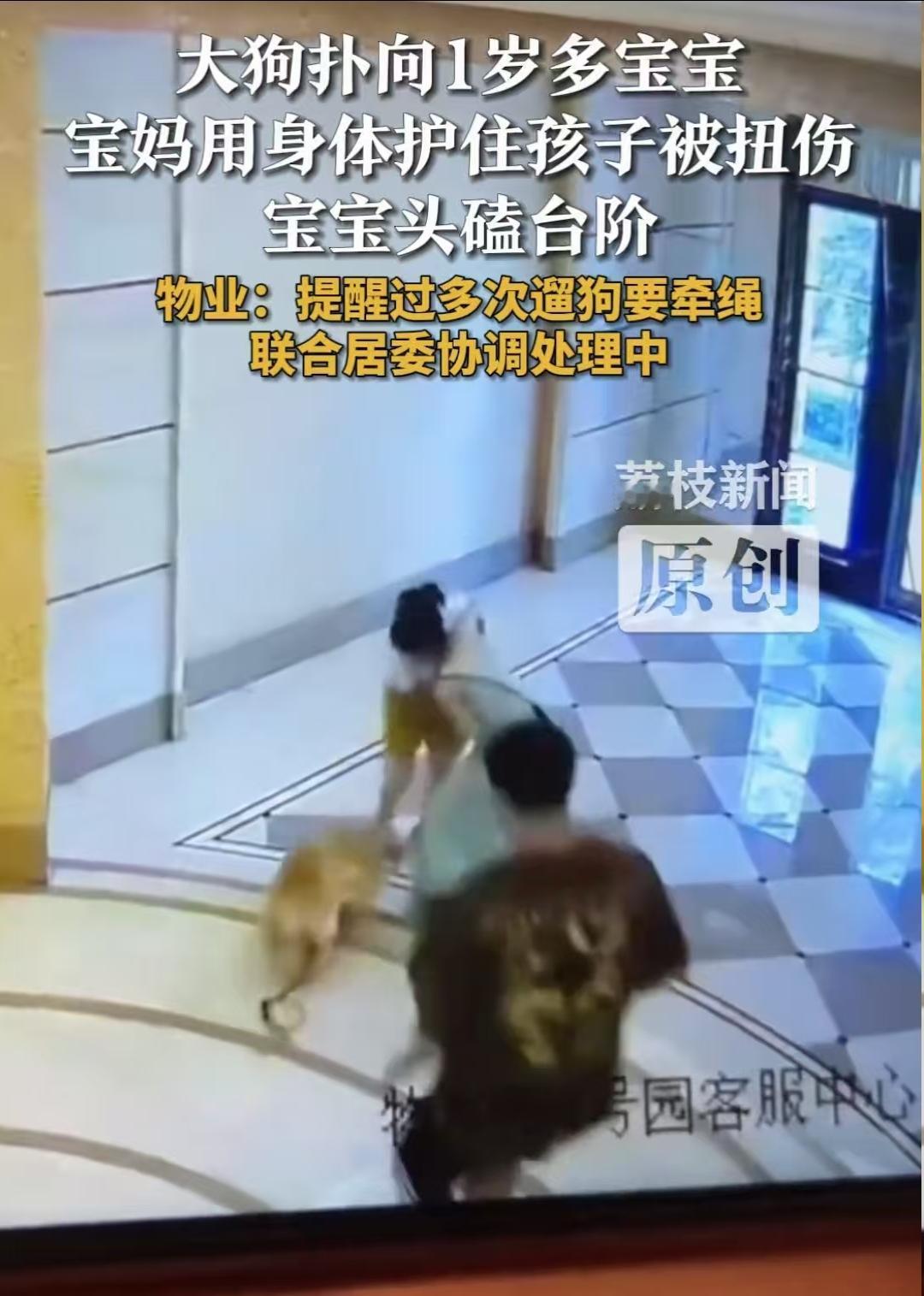 又见惊魂一幕！一条体型硕大的恶犬，恶狠狠地冲向一个一岁多的小宝宝。在这千钧一发时
