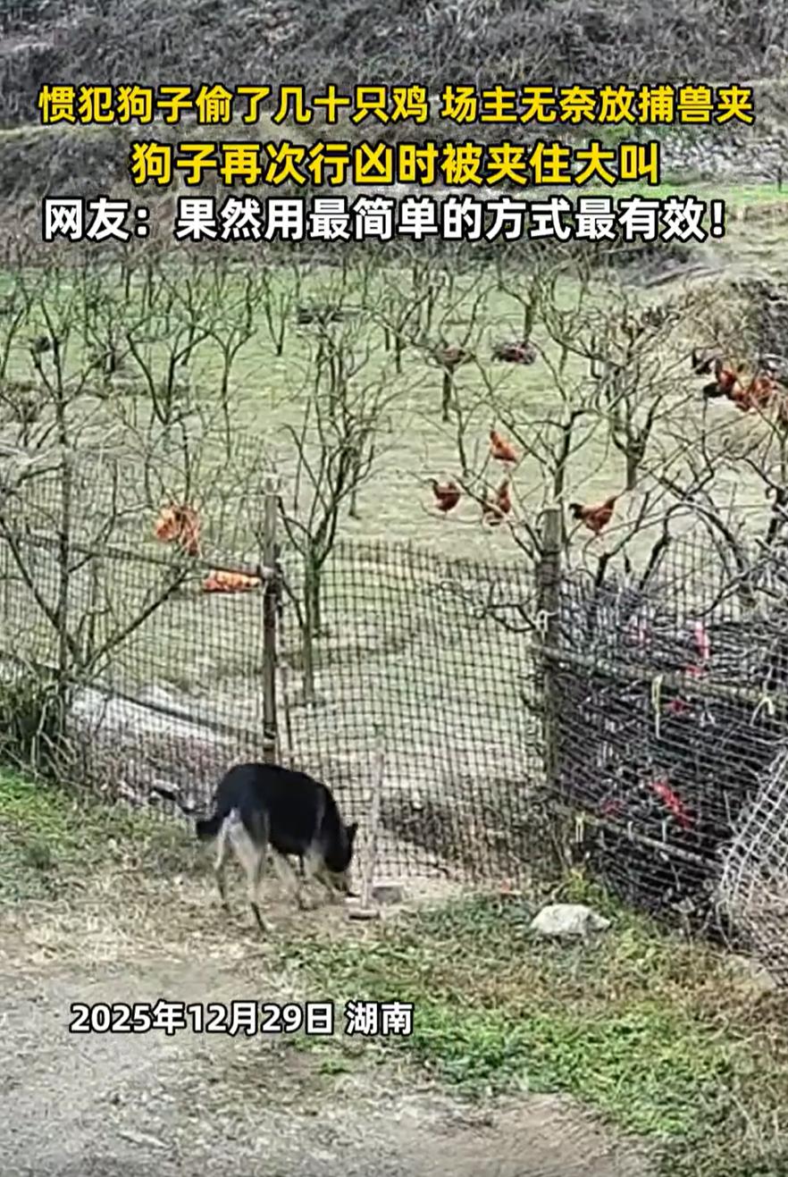 吵翻天！湖南，一男子发现鸡场的鸡总是消失，开始还以为是跑丢了，后来按了监控才发现