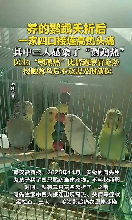 “4只鹦鹉带走3条命，全家躺进ICU”：别把宠物店当迪士尼，也别把鸟笼当盲盒！