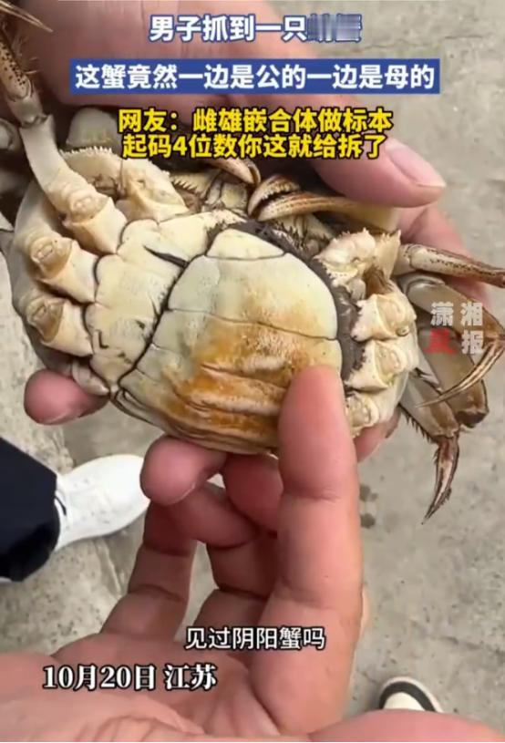 “亏大发了!”10月20日,江苏,一男子在河里抓到一只螃蟹,结果发现这只螃蟹竟然