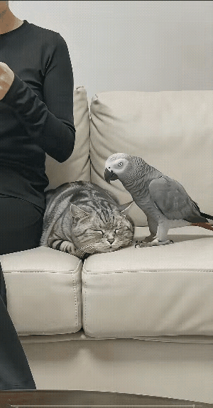 这只鹦鹉仗着有主人在身边，知道欺负猫咪它不会反抗，用爪子按在猫咪的脑袋上让它叫“