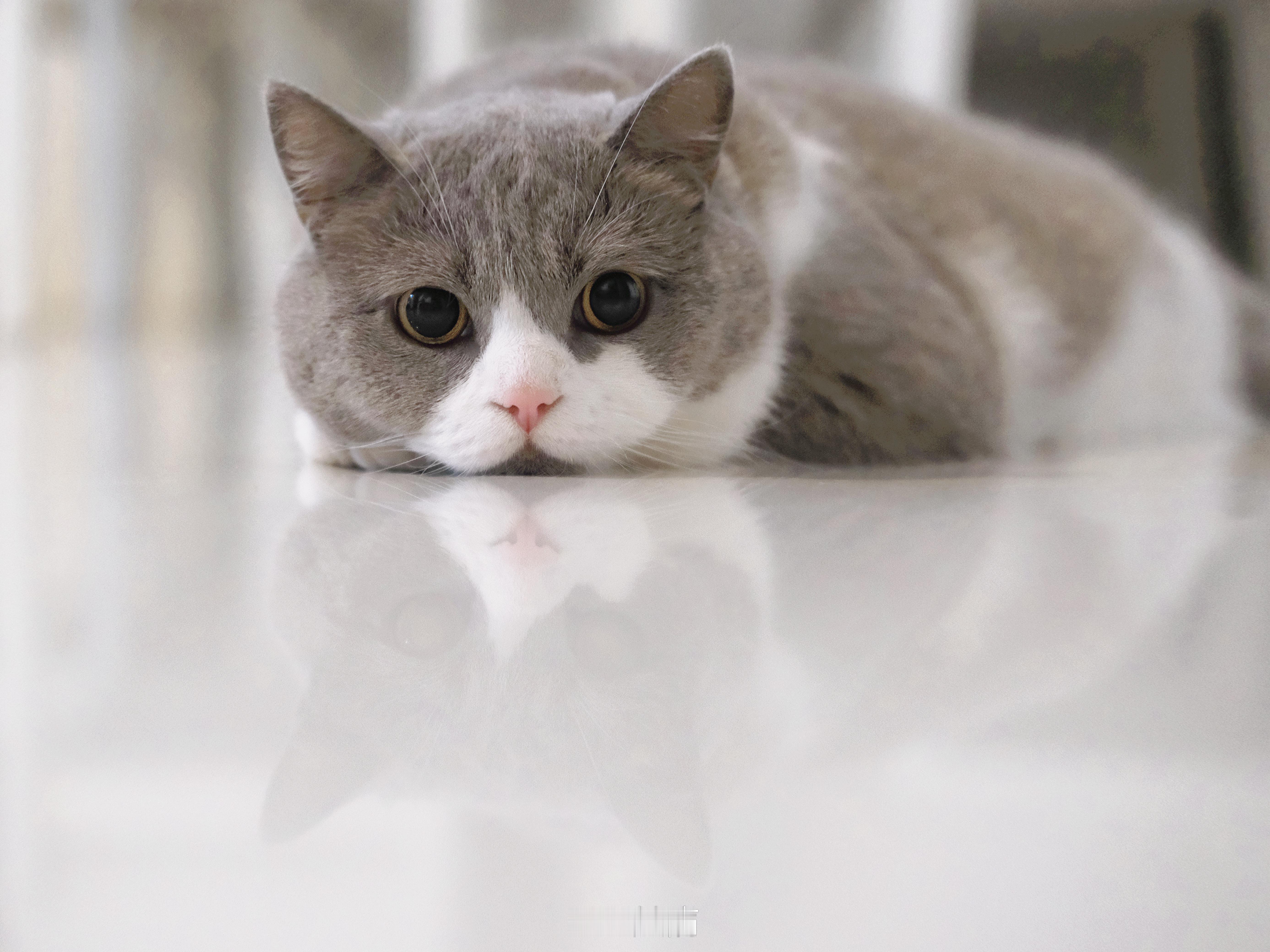 图片里面有两只猫​​​