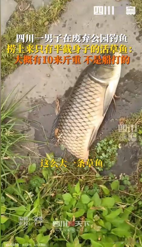 “邪了门了！”四川眉山，一男子在一废弃公园钓鱼，竟然钓上来了一条只有上半截身体的