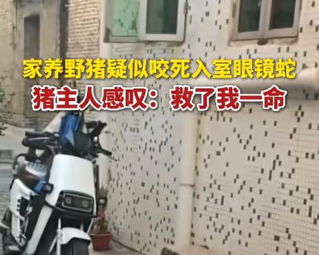 “太有灵性了！”近日，广东广州，一男子起床后，看见自己收养的野猪在吃东西，过去一