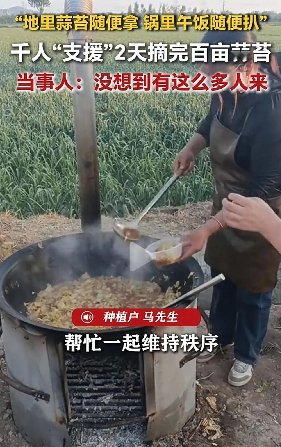 太聪明了！江苏徐州，马大叔承包种植一百多亩大蒜。采摘蒜苔人工成本极高，雇工每人每