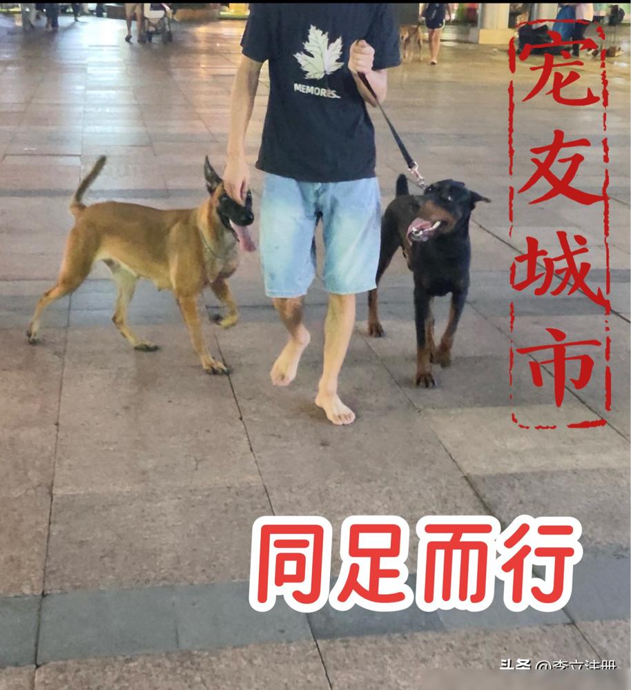 你敢信？张本智和宇田幸矢公然翻脸！合影零眼神，间距宽一倍！昨天适应性训练，