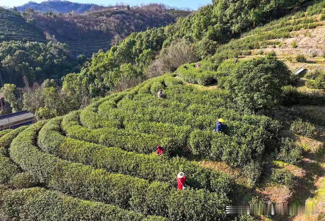 比大熊猫还稀有！合肥茶农偶遇“神秘幼崽”，竟是全市首次发现最近，合肥庐江一位